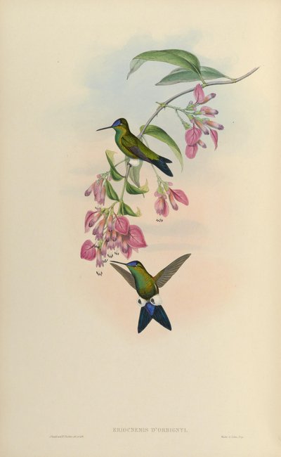 Eriocnemis dorbignyi = Eriocnemis glaucopoides - John Gould